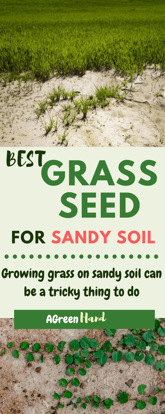 Having sandy soil can be trouble for getting your lawn prepared but with these given grass turfs, you can easily get a lush green and dense garden in a matter of months.