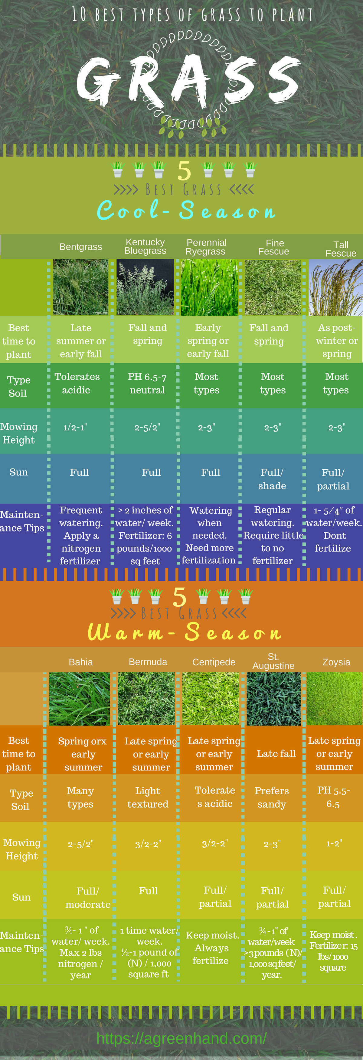 10 Popular Types Of Grasses To Plant In All Seasons Infographic 