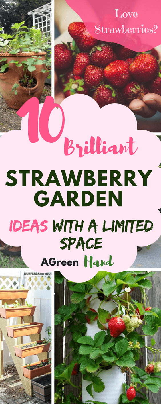 10 Brilliant Strawberry Garden Ideas A Green Hand