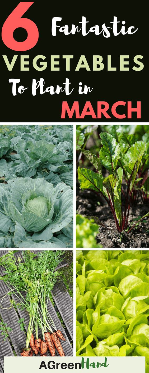 March is a great time to grow new vegetables in your garden. You can grow lettuce and carrots in raised beds or you can have rows of beets and cabbages. #vegetablegarden #gardeningtips #agreenhand