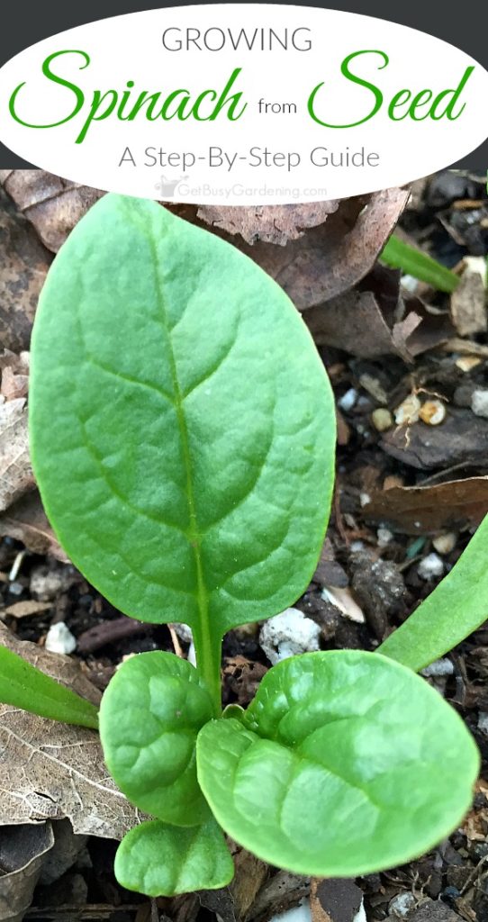 Vegetables To Plant In March