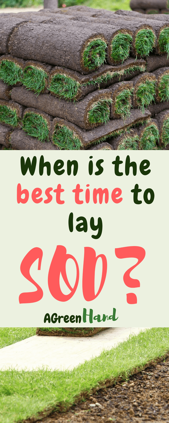 When is the best time to lay sod? you can lay sod at any time during the growing season, but each season has its elements that affect the state of the sod in your lawn #lawncare #sod #gardeningtips #agreenhand