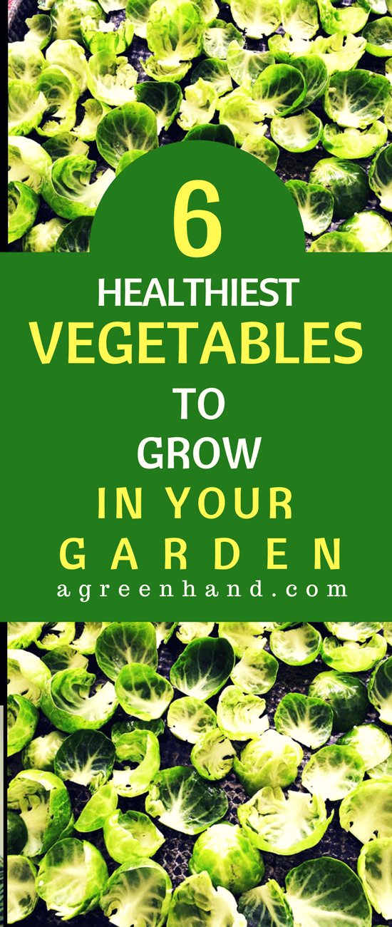 Growing a vegetable garden will allow you to have nutritious meals all throughout the year. Each vegetable will have different vitamins and minerals to offer. Likewise, growing them will take time and effort. Still, the payoff of having fresh vegetables right in your garden is worth it.