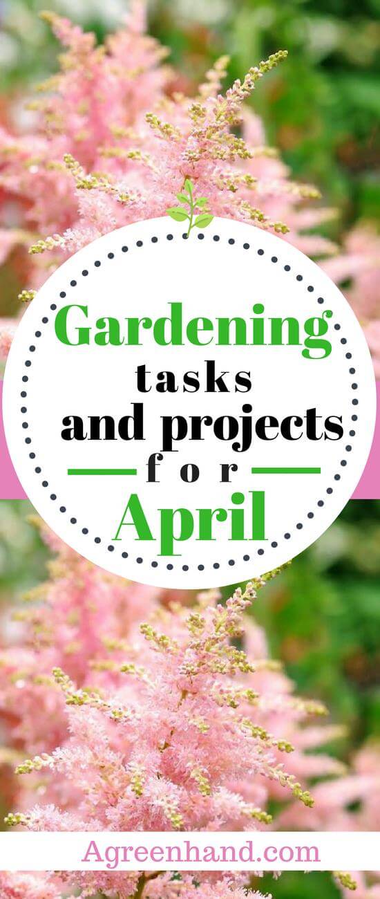 Overall, there are many activities that you can do in your garden in April. Trees and shrubs alike will benefit from pruning. Likewise, April is an ideal month for growing several fruits, flowers, and vegetables. Also, transplanting crops and taking care of your houseplants are recommended.