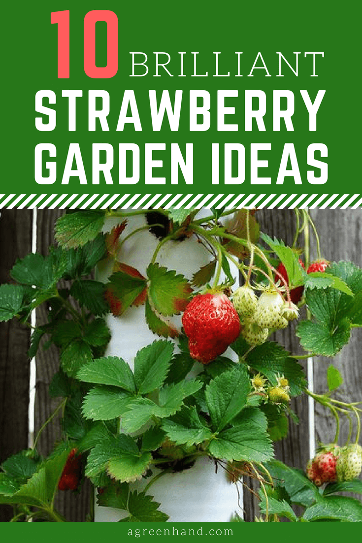 There will always be a way to grow strawberries. Small gardens can benefit from vertical forms of strawberry planting.