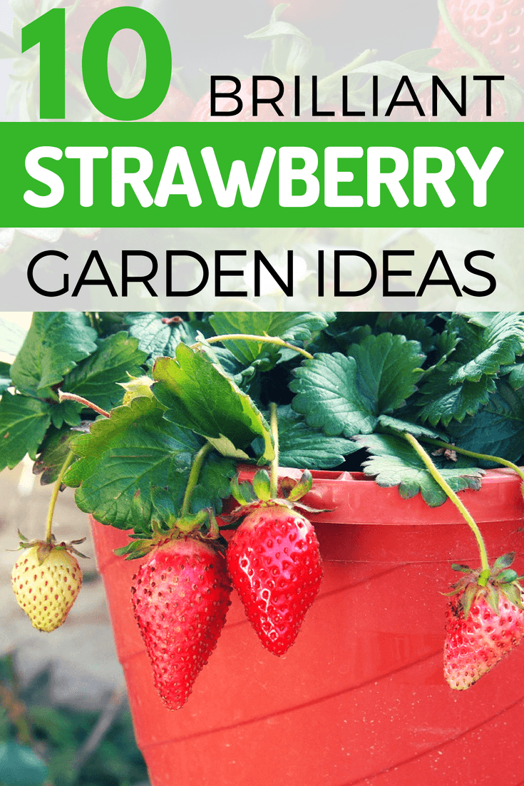 There will always be a way to grow strawberries. Small gardens can benefit from vertical forms of strawberry planting.
