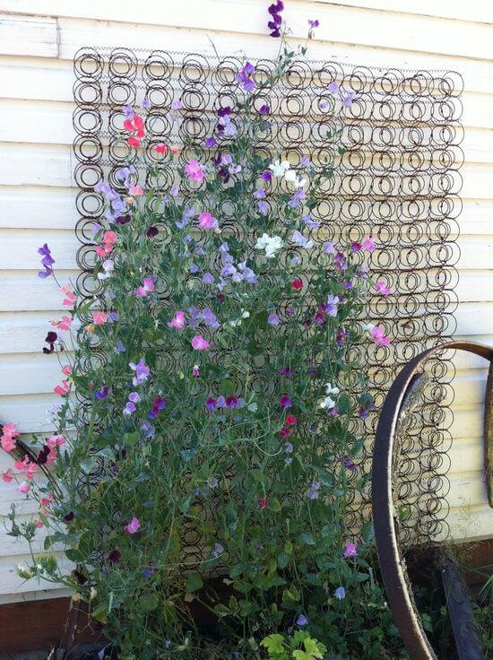 Old bed spring used as a trellis for sweet peas