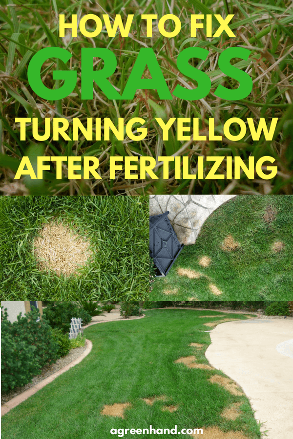 After being fertilized for a few days, your grass turned yellow. What happened? Fertilizer encourages the growth of a green and healthy lawn.