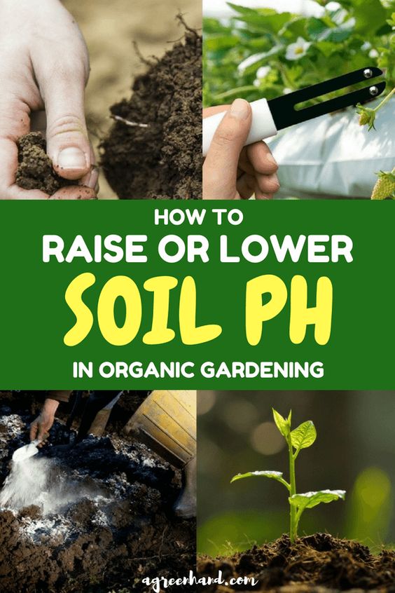 Bringing the pH up and down for soil will require some effort and enough knowledge, but it is vital to ensure the health of your plant. But, not all soils will need either, and so it is always necessary to do some testing.