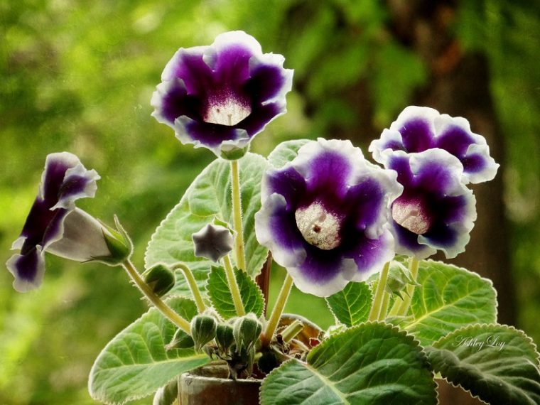 How To Care For Gloxinia