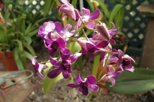 Purple-Orchid