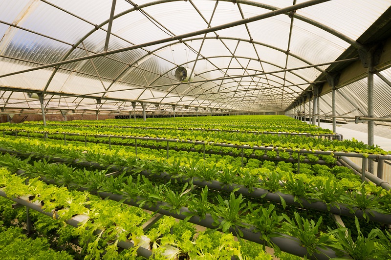 Greenhouses Are Ideal For Vegetable Gardening Vegetable Garden In Greenhouse