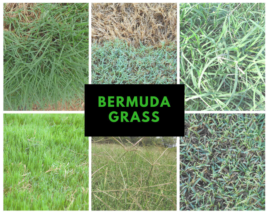 Types of Bermuda Grass Pictures