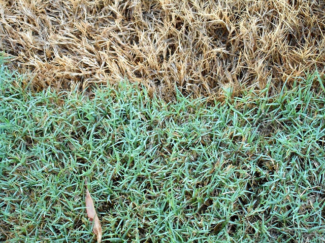 Bermuda Grass turning yellow Problems