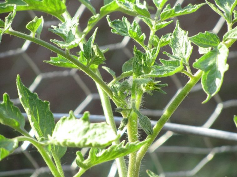 Fertilizer For Tomatoes