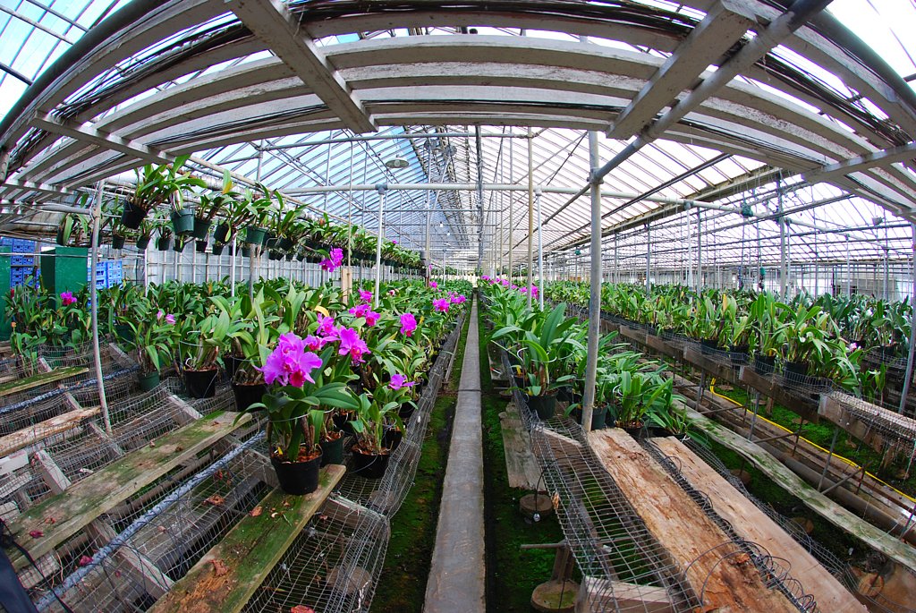 Greenhouse Orchids
