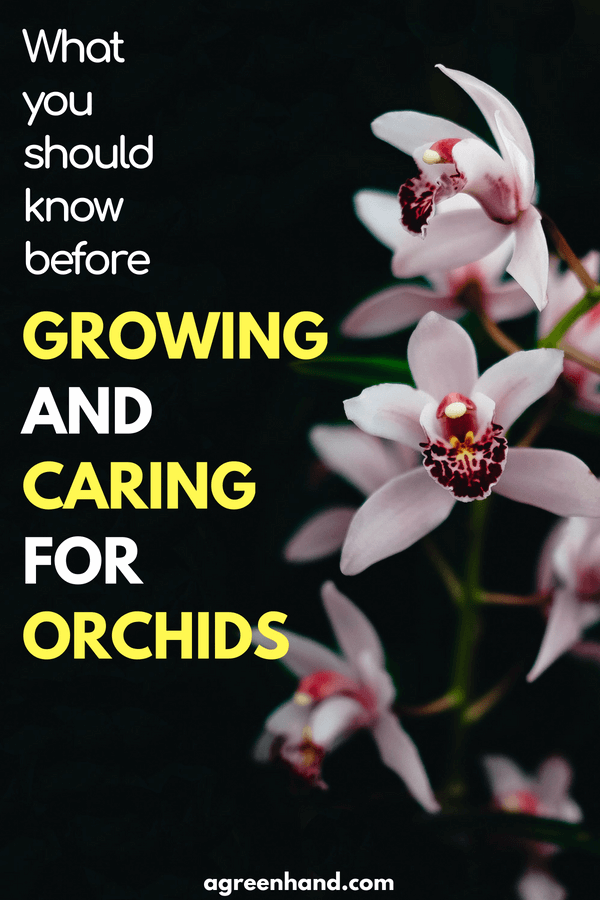 What you should know before growing and caring for orchids #garden #agreenhand