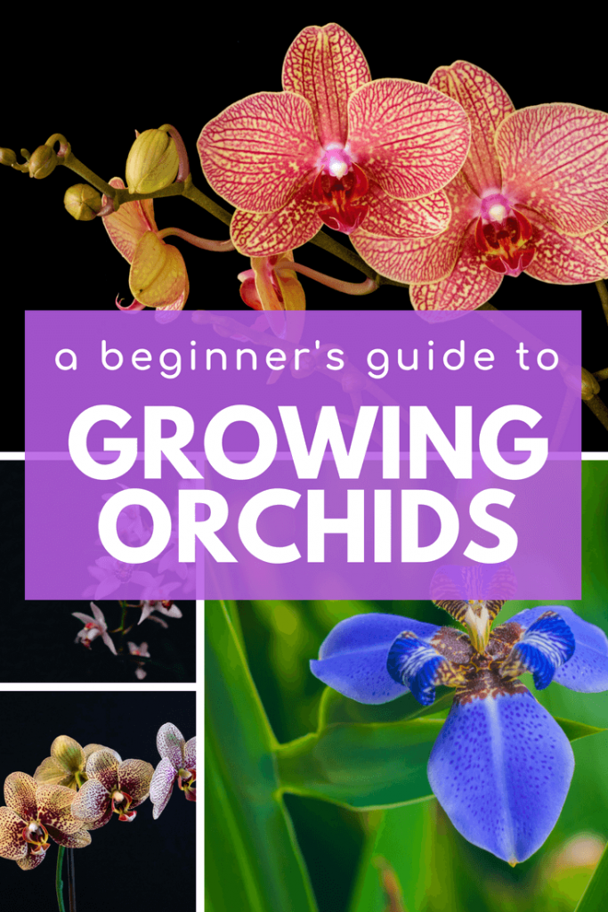 A Beginner's Guide To Growing Orchids - A Green Hand