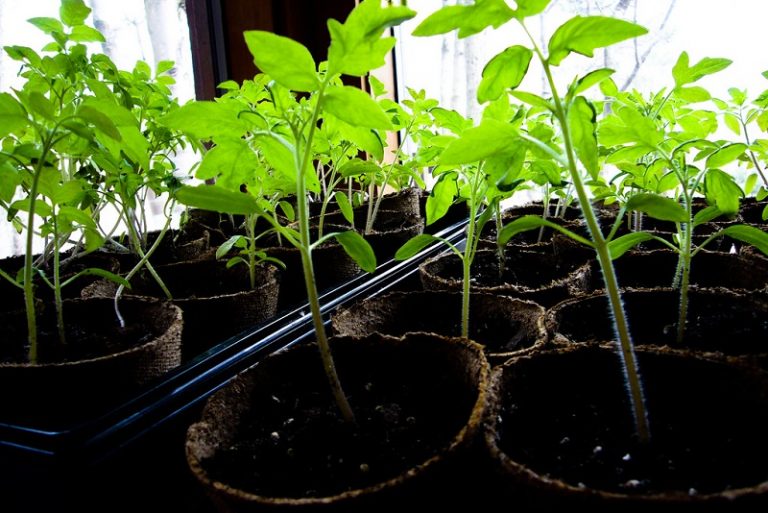 How To Grow Vegetables from Seeds