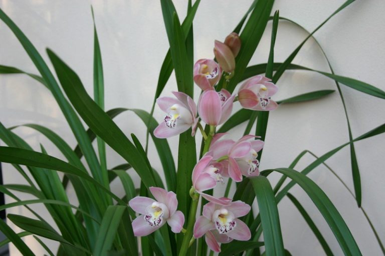 How To Grow Orchids Agreenhand