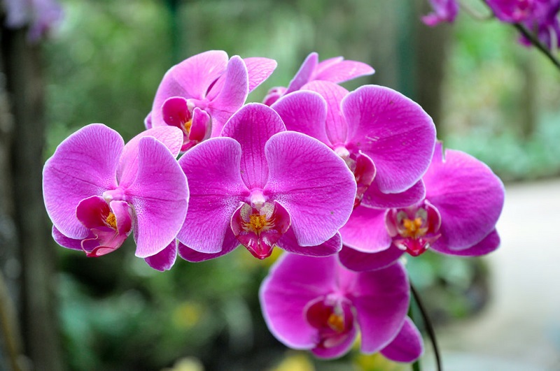 Orchid