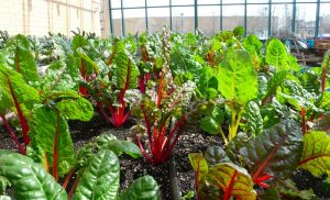 Organic Vegetable Garden Planner