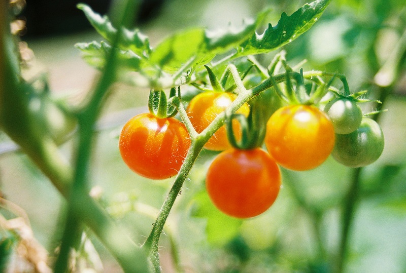 How To Prune Tomato Plants