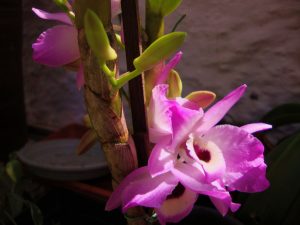 Types of Orchids