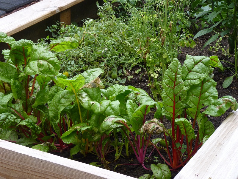 Benefits Of Having Your Own Vegetable Garden