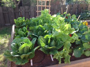 vegetable-gardening