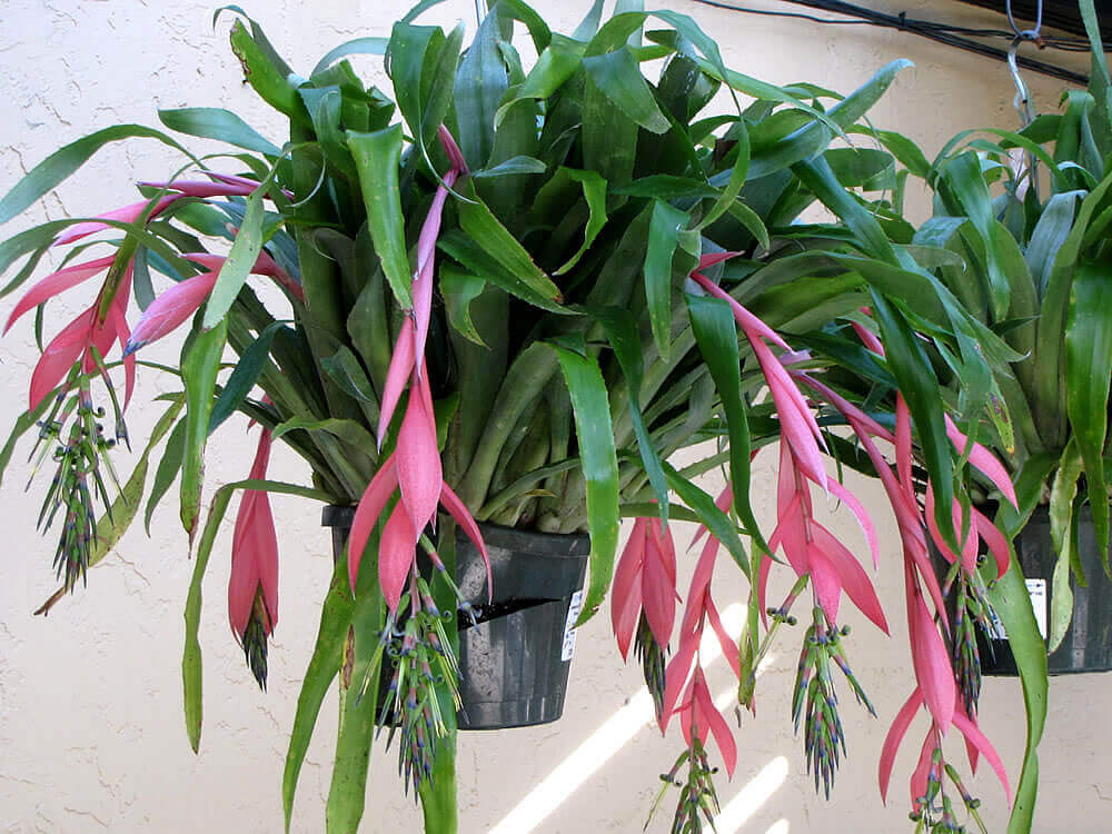 Caring for Your Billbergia as a Houseplant