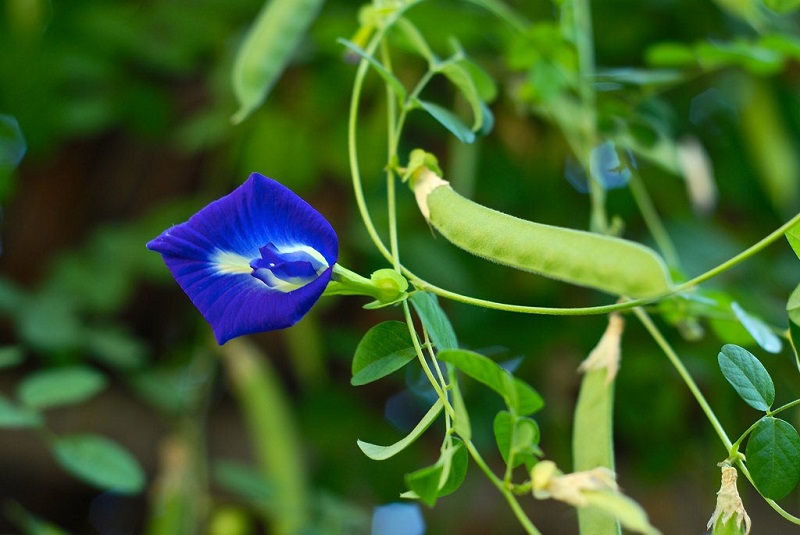 butterfly pea plant
