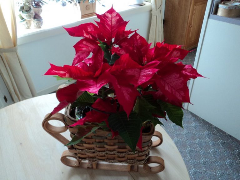 How To Grow Poinsettias Indoors And Outdoors