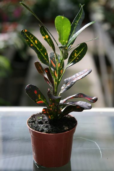 How To Grow And Care For Codiaeum Plants
