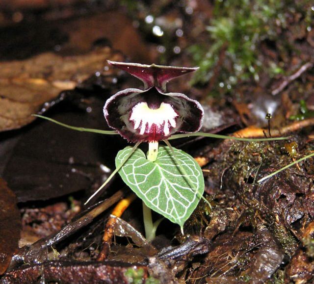 Corybas pictus orchid