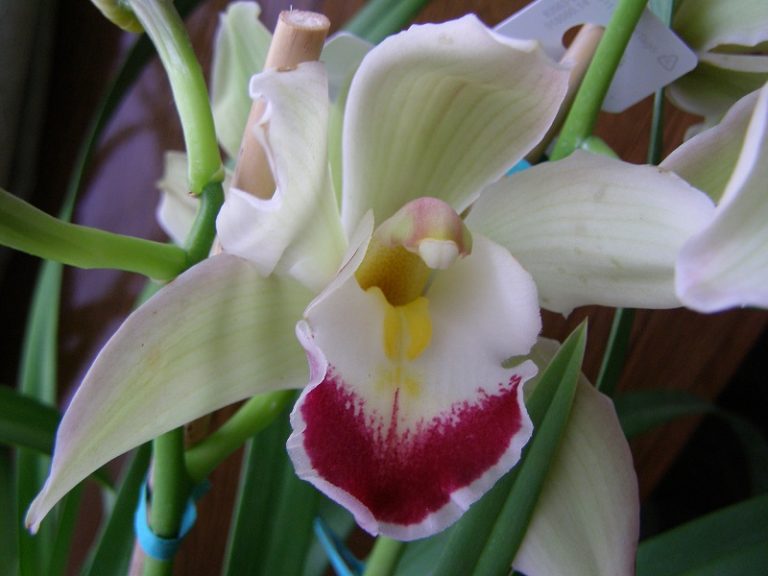 The Definitive Guide To Cymbidium Orchid Care 