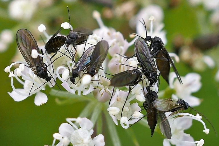 How to Get Rid Fungus Gnats Around Your Houseplants