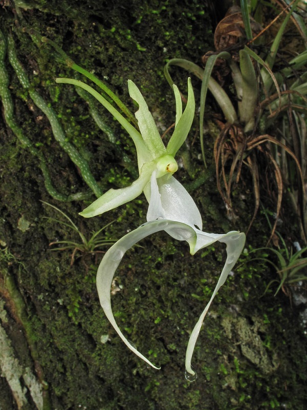 facts about a ghost orchid