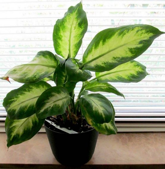 How To Care For Dumb Cane Plant