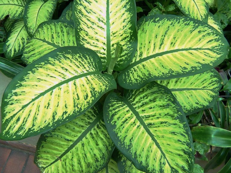 How To Care For Dumb Cane Plant How To Care For Dumb Cane Plant