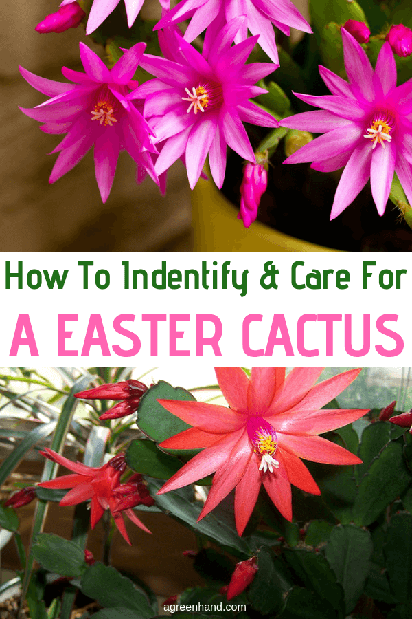The Easter cactus is similar to the Christmas cactus but the true species have some differences. The Easter cactus is easier to maintain. Most are hybrids. #EasterCactusCare #EasterCactus #agreenhand