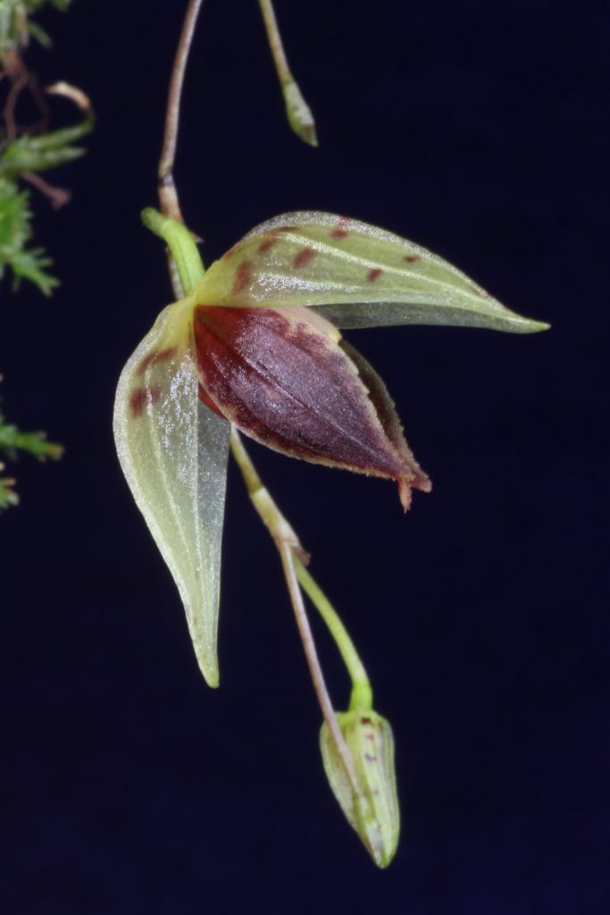 Elongatia guttata orchid