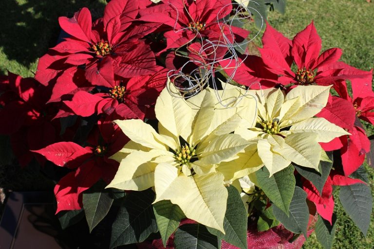 How To Grow Poinsettias Indoors And Outdoors