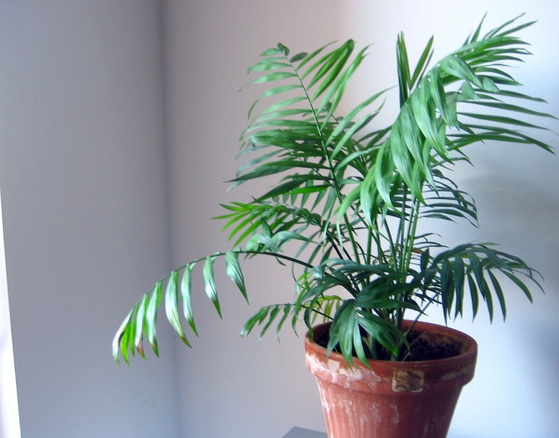 Florida parlor palm