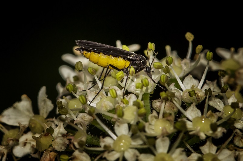 mosquito bits fungus gnats