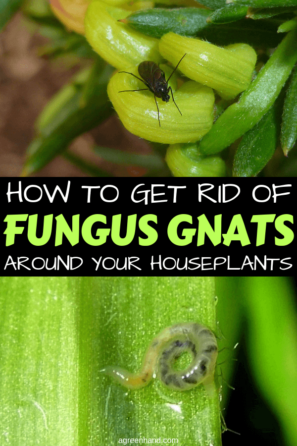 Fungus gnats are small, black flies which may be seen in large numbers flying around your houseplants. Get rid of them by letting the plant soil dry out. #fungusgnats #getridoffungusgnats #houseplantpests #agreenhand