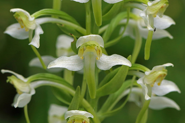 Greater Butterfly Orchid Flower