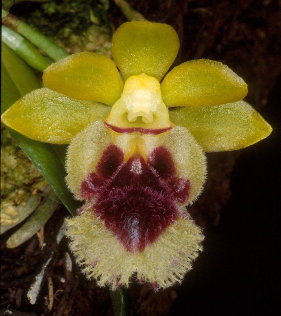 Taiwan fragrant orchid - Haraella retrocalla (Haraella odorata) orchid