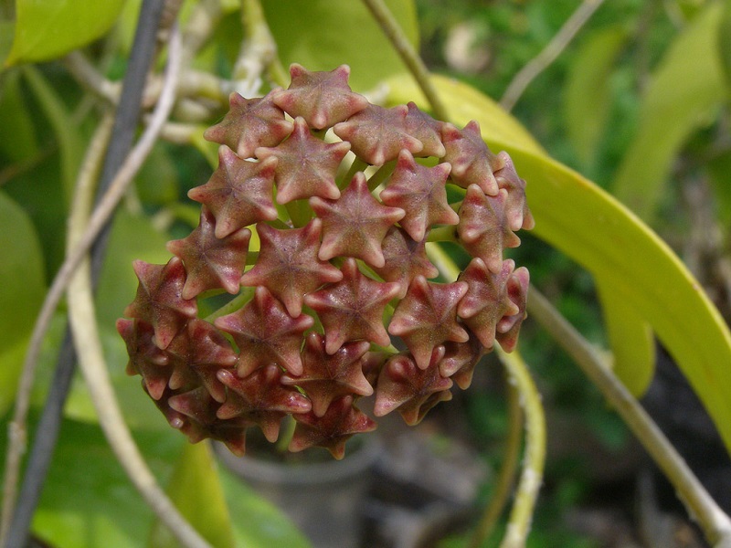 How to Grow the Beautiful Hoya Plant
