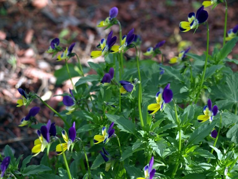 How to Grow Viola Tricolor Johnny Jumpups